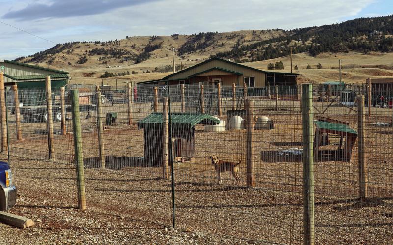 The Battle Mountain Humane Society, located just north of Hot Springs on Hwy. 385, is a no-kill sanctuary for dogs and cats which took in a total of 370 animals in 2023 (183 dogs / 187 cats). They however found new permanent homes for 178 dogs and 173 cats for an adoption rate of 97% and 93% for cats last year. Photo by Brett Nachtigall/Fall River County Herald-Star