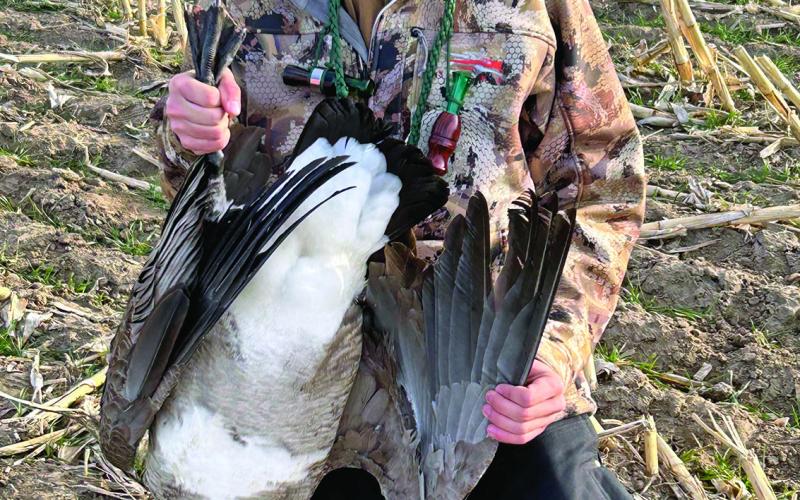 Hot Springs High School senior Kyle Sanders was recently presented the Jacob Scott Memorial Award for his volunteer service to South Dakota Youth Hunting Adventures. Here, Kyle holds a Canadian goose he harvested in Fall River County as part of a recent youth hunt with the organization. This particular goose is a rare speciman known as a “Quill Lake” goose and recognizable by the unusual white feathers on its belly. Submitted photo